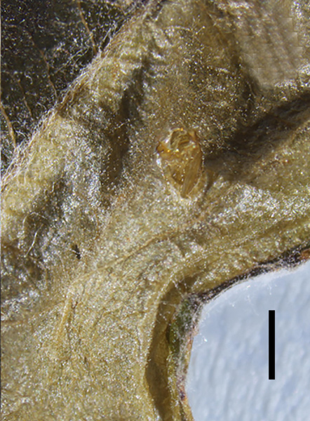 /filer/webapps/moths_gc/media/images/R/riparia_Cameraria_larva7_Sawada-etal_2024_188.jpg