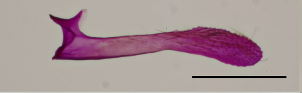 /filer/webapps/moths_gc/media/images/R/riparia_Cameraria_valva_Sawada-etal_2024_183.jpg