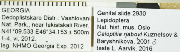 /filer/webapps/moths_gc/media/images/R/rjabovi_Caloptilia_A_Labels_NHMO.jpg