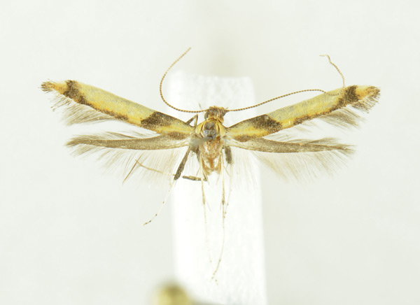 /filer/webapps/moths_gc/media/images/R/rjabovi_Caloptilia_A_NHMO.jpg