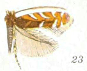 /filer/webapps/moths_gc/media/images/R/robiniella_Macrosaccus_A_Braun_21-23.jpg