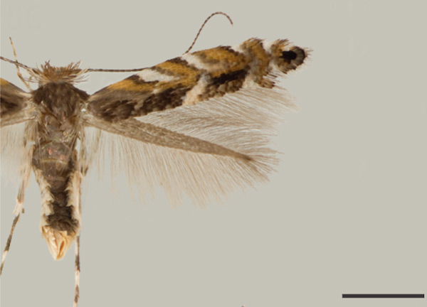 /filer/webapps/moths_gc/media/images/R/robiniella_Macrosaccus_A_USNM.jpg