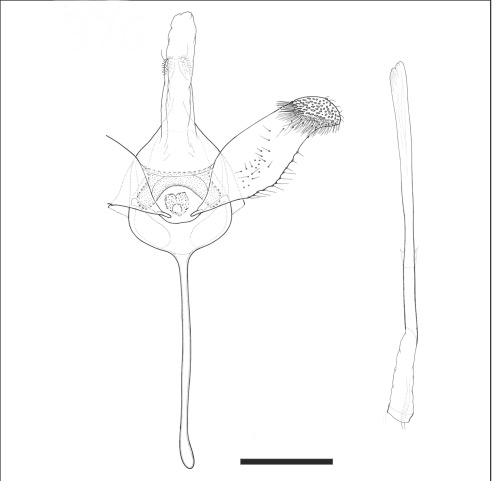 /filer/webapps/moths_gc/media/images/R/robiniella_Macrosaccus_GM_USNM.jpg