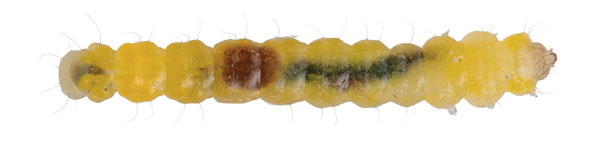 /filer/webapps/moths_gc/media/images/R/robiniella_Macrosaccus_larva_Schacht-etal_2026_81.jpg