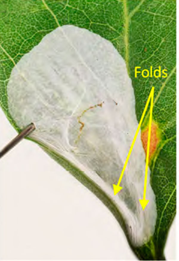 /filer/webapps/moths_gc/media/images/R/robiniella_Macrosaccus_mine3_Kirichenko-etal_2023_642.jpg