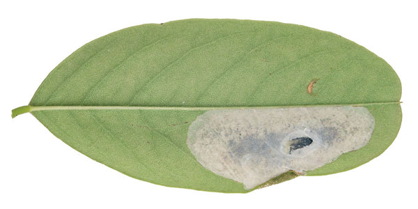 /filer/webapps/moths_gc/media/images/R/robiniella_Macrosaccus_mine_Schacht-etal_2026_82.jpg