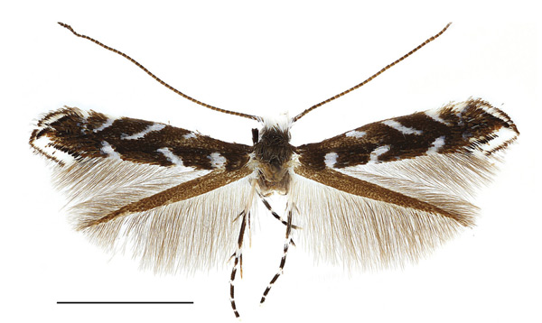 /filer/webapps/moths_gc/media/images/R/robiniella_Parectopa_A_Kirichenko-et-al_2016_112.jpg
