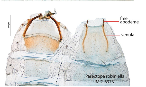 /filer/webapps/moths_gc/media/images/R/robiniella_Parectopa_GF_Kirichenko-et-al_2016_134.jpg