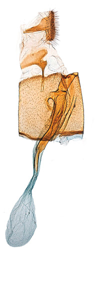 /filer/webapps/moths_gc/media/images/R/robiniella_Parectopa_GF_Kirichenko-et-al_2016_137_84.jpg