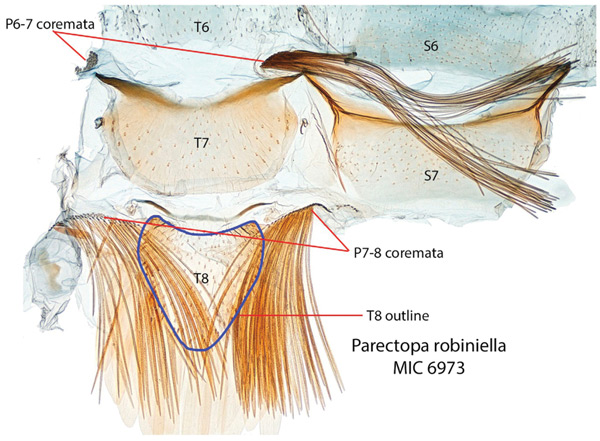 /filer/webapps/moths_gc/media/images/R/robiniella_Parectopa_GM_Kirichenko-et-al_2016_135.jpg