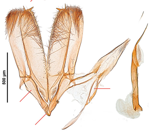 /filer/webapps/moths_gc/media/images/R/robiniella_Parectopa_GM_Kirichenko-et-al_2016_136.jpg