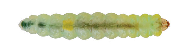/filer/webapps/moths_gc/media/images/R/robiniella_Parectopa_larva_Schacht-etal_2026_81.jpg