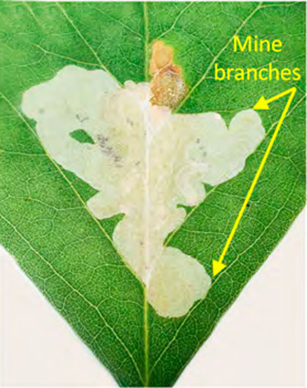 /filer/webapps/moths_gc/media/images/R/robiniella_Parectopa_mine2_Kirichenko-etal_2023_642.jpg