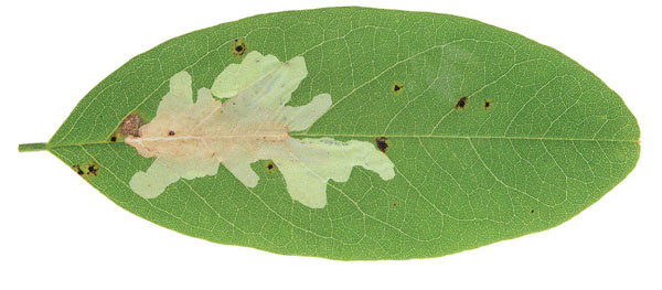 /filer/webapps/moths_gc/media/images/R/robiniella_Parectopa_mine_Schacht-etal_2026_82.jpg