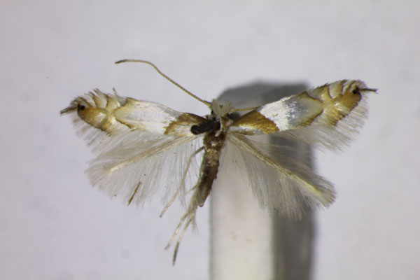 /filer/webapps/moths_gc/media/images/R/roborifoliella_Phyllonorycter_ST_01.jpg