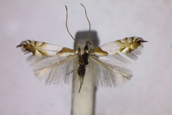 /filer/webapps/moths_gc/media/images/R/roboris_Phyllonorycter_A_BMNH_01.jpg