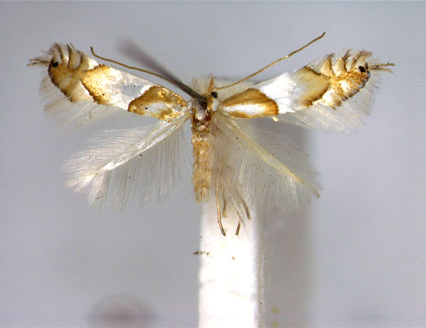 /filer/webapps/moths_gc/media/images/R/roboris_Phyllonorycter_A_EIHU.jpg