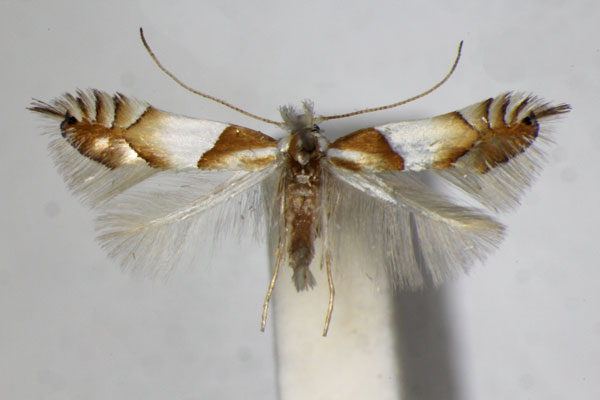 /filer/webapps/moths_gc/media/images/R/roboris_Phyllonorycter_A_ZSM.jpg