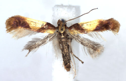 /filer/webapps/moths_gc/media/images/R/robustella_Caloptilia_A_WJDP.jpg