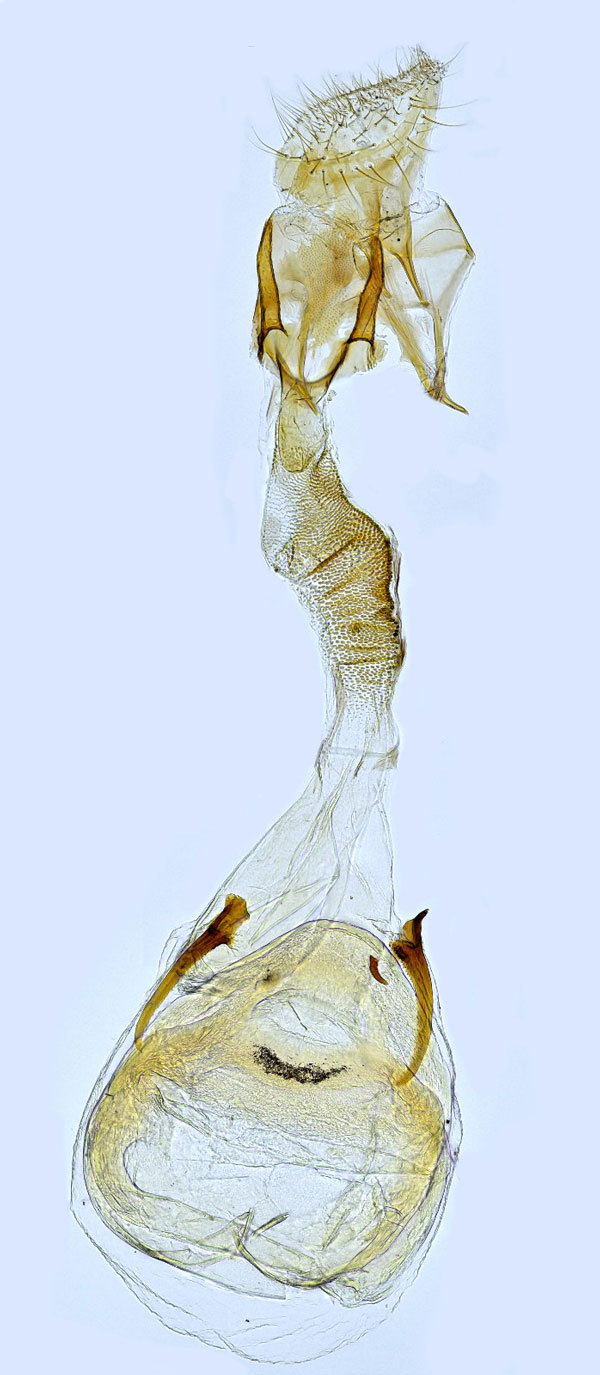 /filer/webapps/moths_gc/media/images/R/robustella_Caloptilia_GF_Hall.jpg
