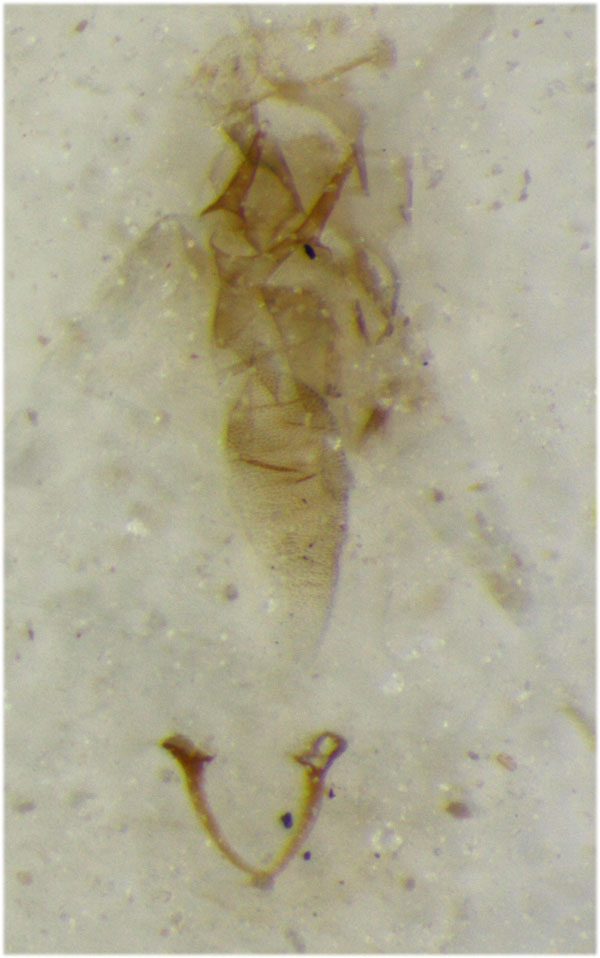 /filer/webapps/moths_gc/media/images/R/robustella_Caloptilia_PT_GF_ZSM.jpg