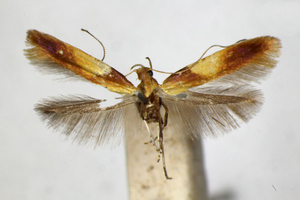 /filer/webapps/moths_gc/media/images/R/robustella_Caloptilia_PT_ZSM.jpg