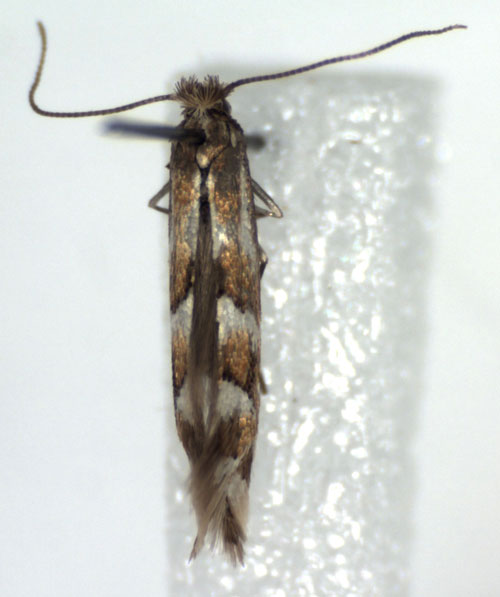 /filer/webapps/moths_gc/media/images/R/rolandi_Phyllonorycter_A_WJDP.jpg