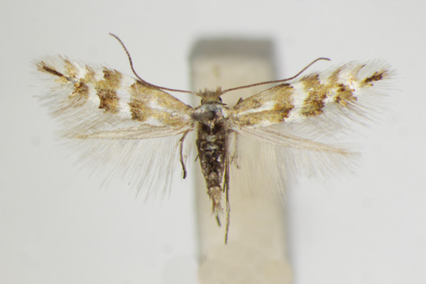 /filer/webapps/moths_gc/media/images/R/rolandi_Phyllonorycter_A_ZSM.jpg