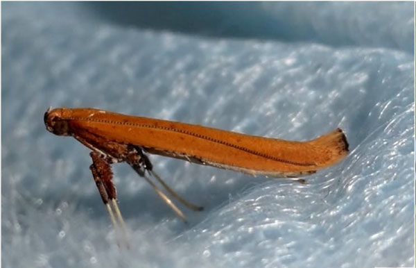 /filer/webapps/moths_gc/media/images/R/roscipennella_Caloptilia_A_Mir-etal_2024.jpg