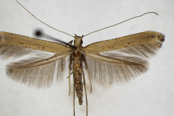 /filer/webapps/moths_gc/media/images/R/roscipennella_Caloptilia_A_ZSM.jpg