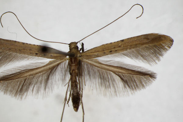 /filer/webapps/moths_gc/media/images/R/roscipennella_Caloptilia_A_ZSM_2.jpg