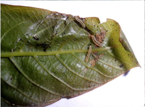 /filer/webapps/moths_gc/media/images/R/roscipennella_Caloptilia_larva_Mir-etal_2024.jpg