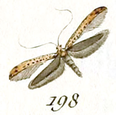 /filer/webapps/moths_gc/media/images/R/roscipennella_Tinea_HT_Huebner_29-198.jpg
