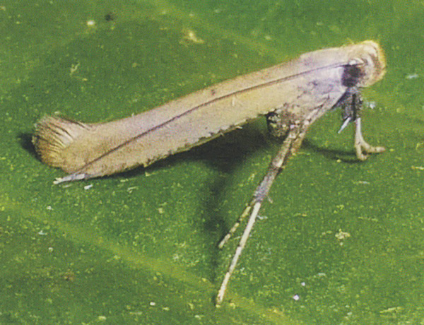/filer/webapps/moths_gc/media/images/R/roseipennella_Caloptilia_A_Prick-et-al_2018_176.jpg