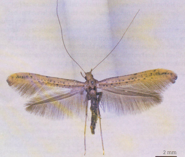 /filer/webapps/moths_gc/media/images/R/roseipennella_Caloptilia_A_Prick-et-al_2018_177.jpg