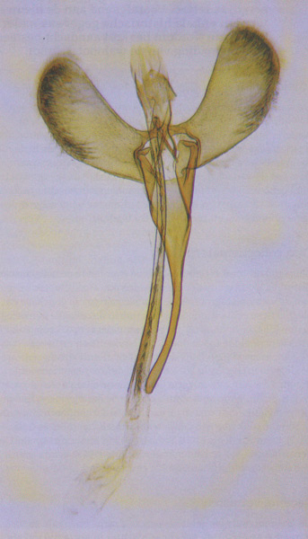 /filer/webapps/moths_gc/media/images/R/roseipennella_Caloptilia_GM_Prick-et-al_2018_176.jpg