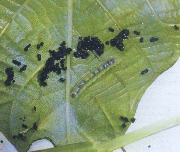 /filer/webapps/moths_gc/media/images/R/roseipennella_Caloptilia_larva_Prick-et-al_2018_176.jpg
