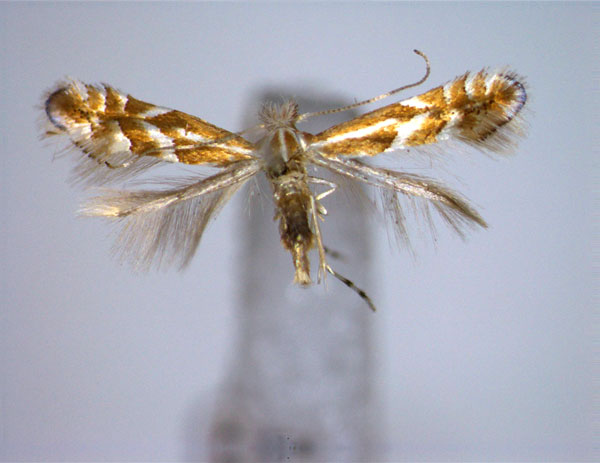 /filer/webapps/moths_gc/media/images/R/rostrispinosa_Phyllonorycter_A_EIHU.jpg