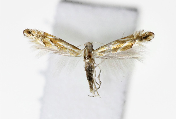 /filer/webapps/moths_gc/media/images/R/rostrispinosa_Phyllonorycter_A_Kim-et-Byun_2017_1382.jpg