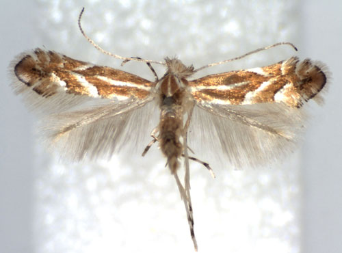 /filer/webapps/moths_gc/media/images/R/rostrispinosa_Phyllonorycter_A_WJDP.jpg