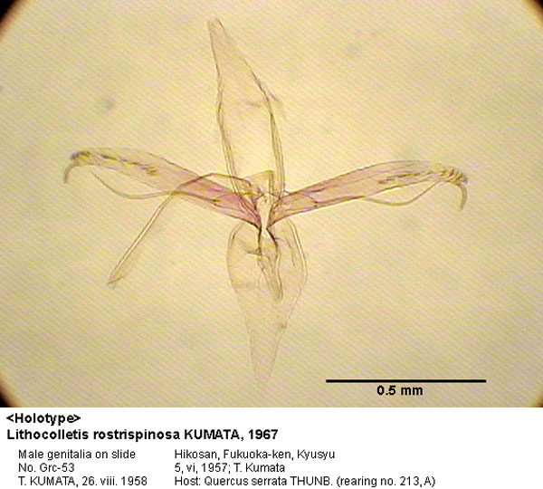 /filer/webapps/moths_gc/media/images/R/rostrispinosa_Phyllonorycter_GM_HT_53_EIHU.jpg