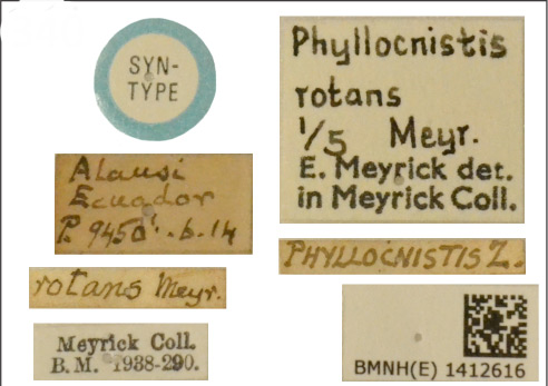 /filer/webapps/moths_gc/media/images/R/rotans_Phyllocnists_LT_BMNH_Labels.jpg