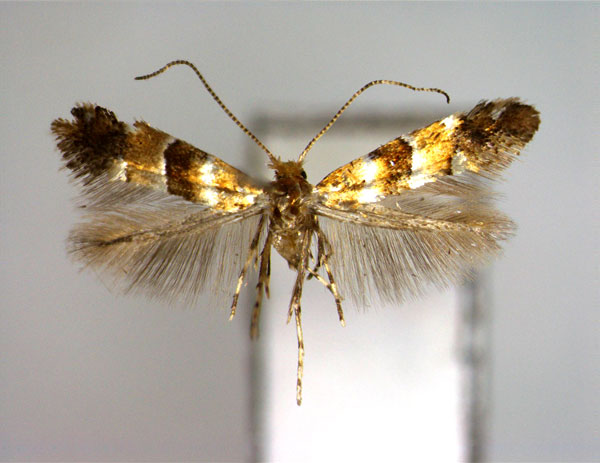 /filer/webapps/moths_gc/media/images/R/rubicola_Phyllonorycter_A_EIHU.jpg