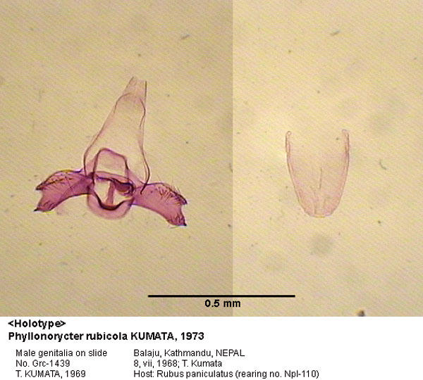 /filer/webapps/moths_gc/media/images/R/rubicola_Phyllonorycter_GM_HT_1439_EIHU.jpg
