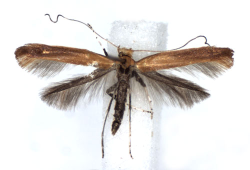 /filer/webapps/moths_gc/media/images/R/rufipennella_Caloptila_A_WJDP.jpg
