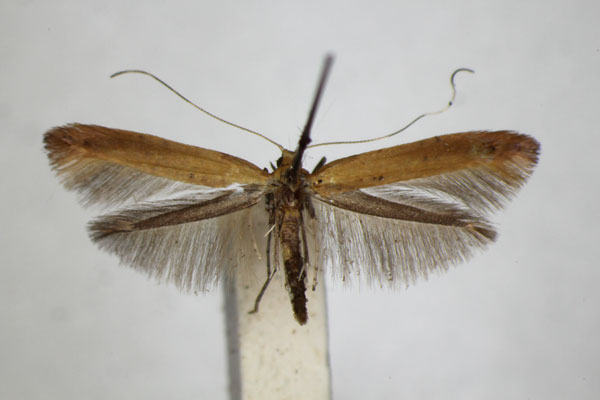 /filer/webapps/moths_gc/media/images/R/rufipennella_Caloptilia_A_ZSM_2.jpg
