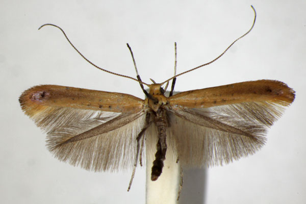 /filer/webapps/moths_gc/media/images/R/rufipennella_Caloptilia_A_ZSM_3.jpg