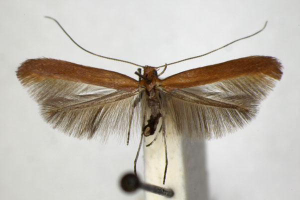 /filer/webapps/moths_gc/media/images/R/rufipennella_Caloptilia_A_ZSM_4.jpg