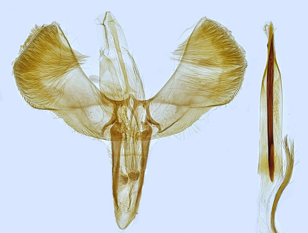 /filer/webapps/moths_gc/media/images/R/rufipennella_Caloptilia_GM_Hall.jpg