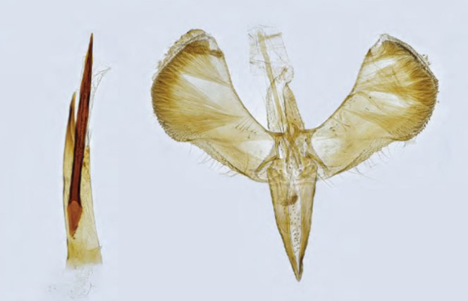 /filer/webapps/moths_gc/media/images/R/rufipennella_Caloptilia_Plant_2022_35a.jpg